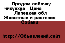 Продам собачку чихуахуа › Цена ­ 7 000 - Липецкая обл. Животные и растения » Собаки   